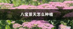 八宝景天栽植时间 八宝景天怎么种植