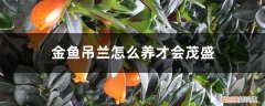 金鱼吊兰怎么养才会茂盛呢 金鱼吊兰怎么养才会茂盛