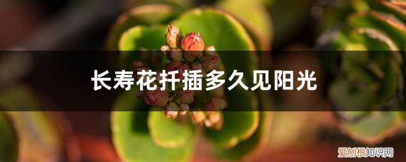 长寿花扦插几个月开花 长寿花扦插多久见阳光