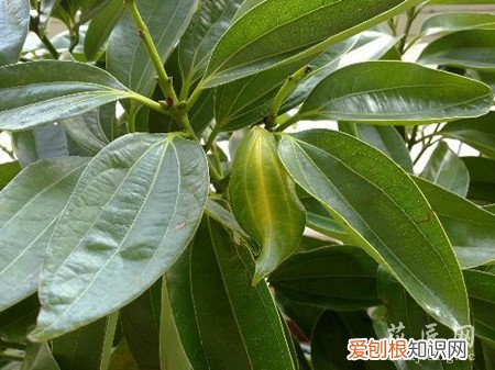 平安树叶子变黄怎么办 平安树的叶子发黄应该怎么办?