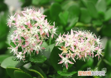 燕子掌怎么管理 燕子掌养护管理你知多少呢?