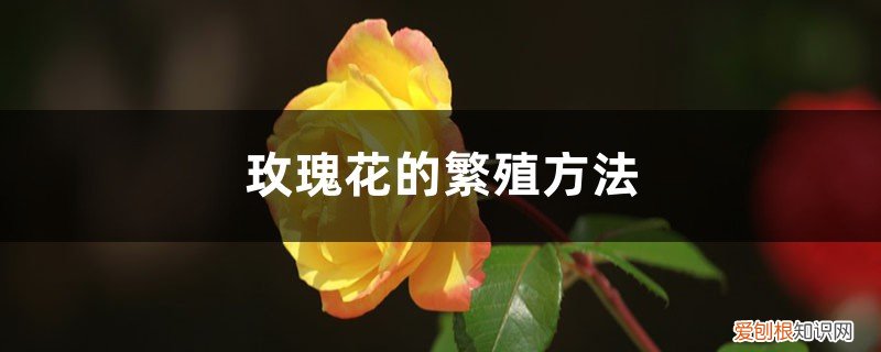 玫瑰花繁殖方法图解 玫瑰花的繁殖方法