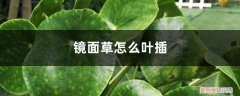 镜面草叶子 镜面草怎么叶插
