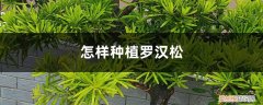 罗汉松养殖方法和注意事项有哪些 养殖方法和注意事项 怎样种植罗汉松