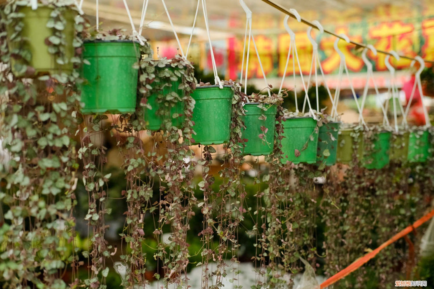 爱之蔓可以水培生根吗 水培生根、土培扦插 爱之蔓怎么繁殖