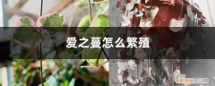 爱之蔓可以水培生根吗 水培生根、土培扦插 爱之蔓怎么繁殖