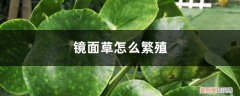 镜面草怎么繁殖图片 镜面草怎么繁殖
