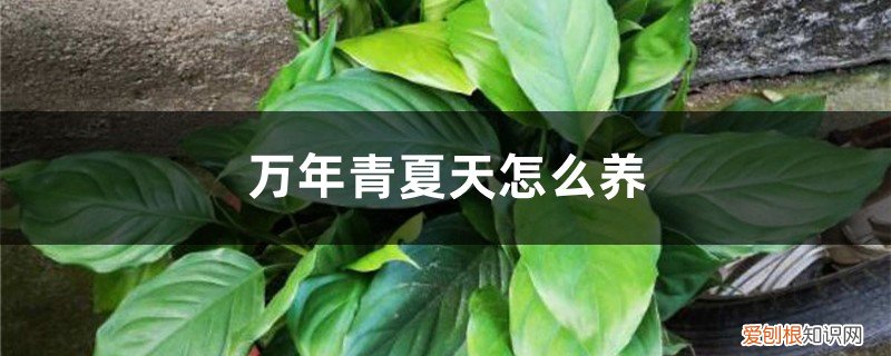 万年青夏天怎么养护 万年青夏天怎么养