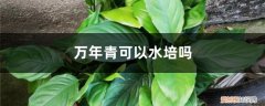 万年青土培转水培该怎样做 万年青可以水培吗，土培转水培的方法