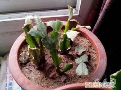 蟹爪兰烂根处理 蟹爪兰烂根应该怎么办？