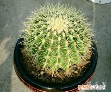 金珀怎么养 金琥该如何养殖呢