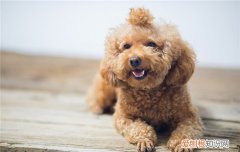 狗狗体内驱虫多久一次 狗狗体内驱虫的时间