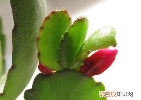 蟹爪兰冬季养护注意事项 冬季应该如何养护蟹爪兰