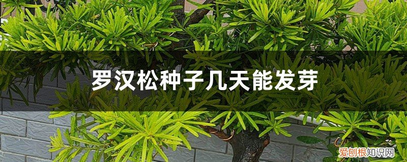 罗汉松插枝多久能发芽 怎么催芽,发芽能见光吗 罗汉松种子几天能发芽