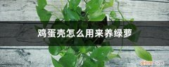 鸡蛋壳可以放在绿萝花盆里吗 鸡蛋壳怎么用来养绿萝