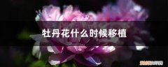牡丹花什么时候可以移栽 牡丹花什么时候移植，需要剪枝吗