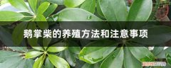 鹅掌柴的养殖方法介绍 鹅掌柴的养殖方法和注意事项