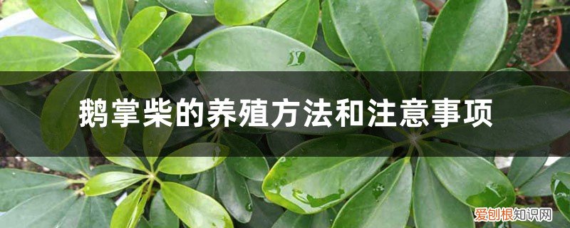鹅掌柴的养殖方法介绍 鹅掌柴的养殖方法和注意事项
