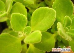 碰碰香的叶子黄了是什么原因 碰碰香叶子发黄的原因及其解决方法