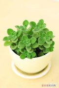 碰碰香花养殖方法 碰碰香养殖方法