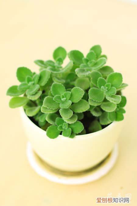 碰碰香花养殖方法 碰碰香养殖方法