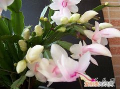什么时候修剪蟹爪兰施什么肥 蟹爪兰的修剪和施肥方法有哪些？