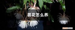 昙花怎么养才能茂盛 昙花怎么养