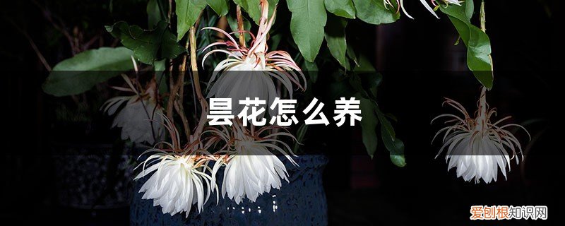 昙花怎么养才能茂盛 昙花怎么养