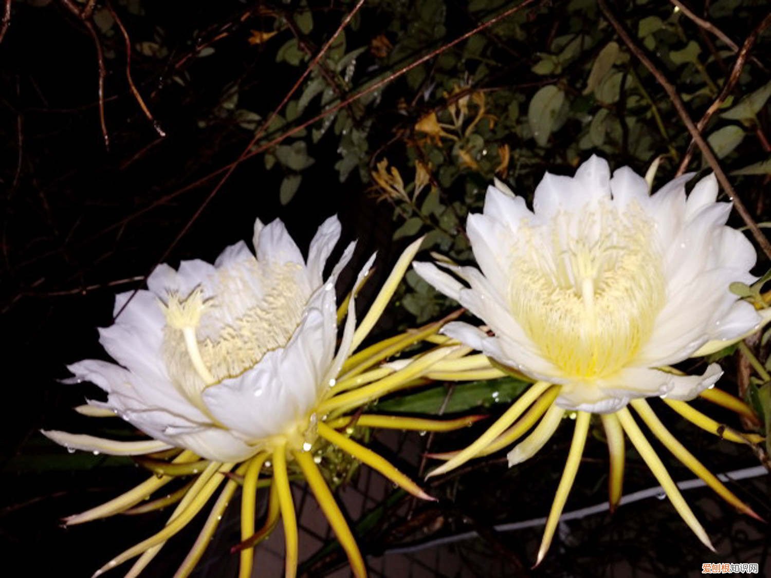 昙花怎么养才能茂盛 昙花怎么养