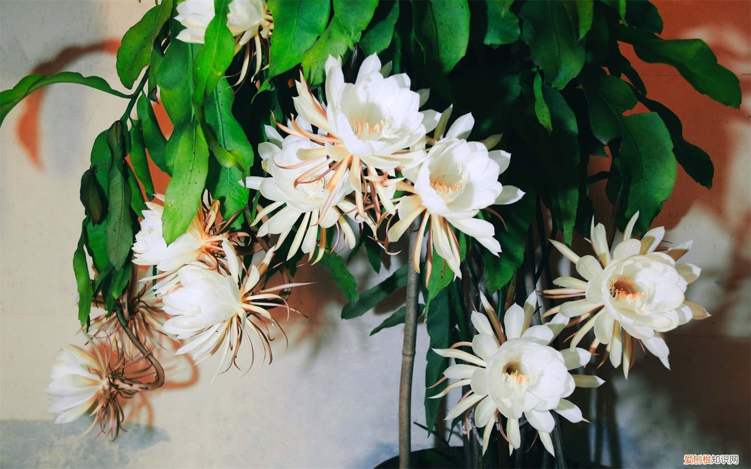 昙花怎么养才能茂盛 昙花怎么养