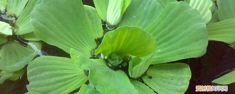 水芙蓉怎么养在鱼缸里 水芙蓉怎么养
