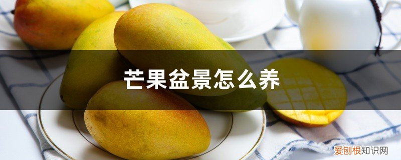 芒果盆景的种植方法 芒果盆景怎么养