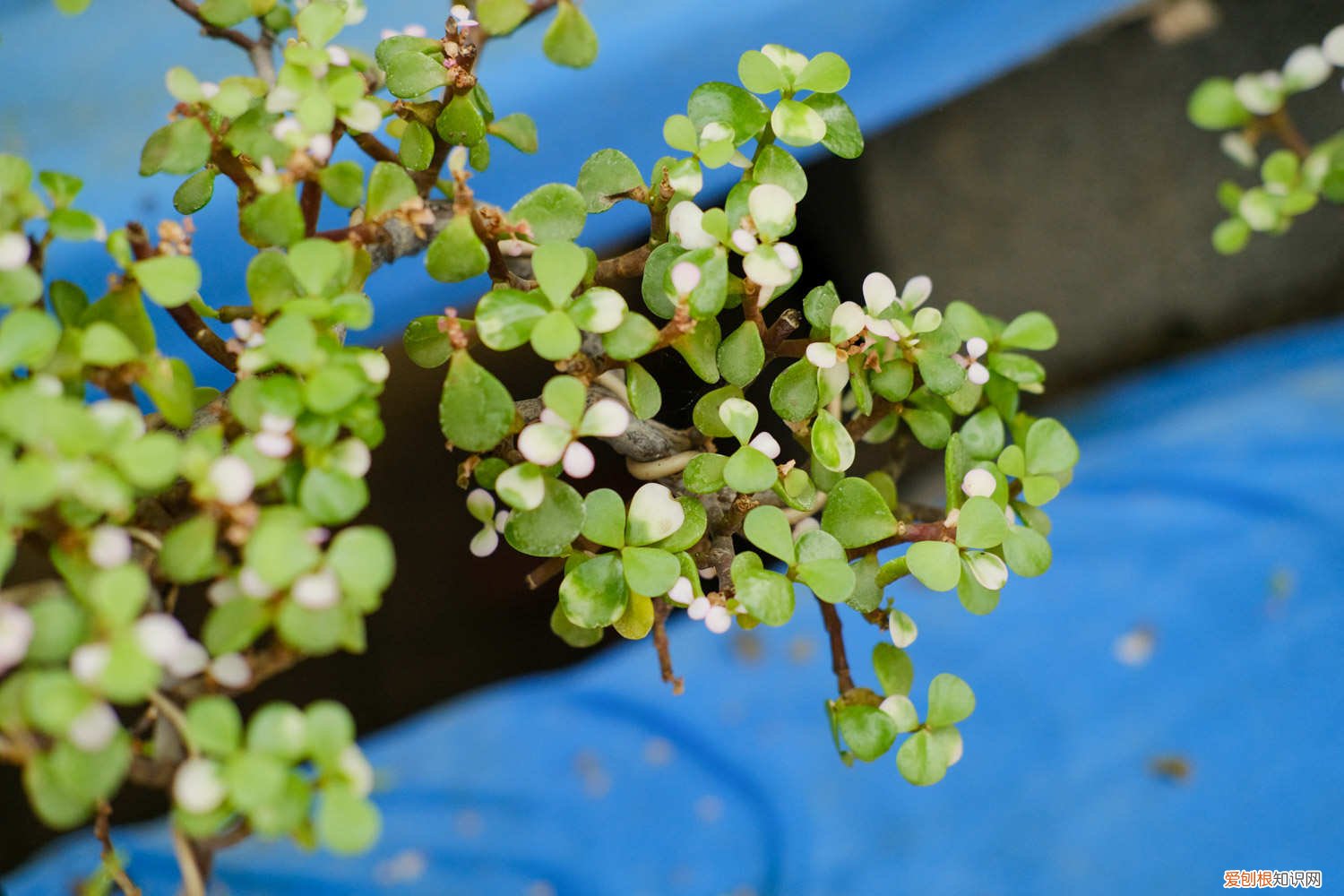 树马齿苋花怎么养是常年开花吗 树马齿苋花怎么养