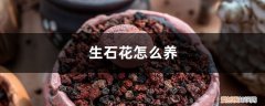 生石花怎么养爆盆 生石花怎么养