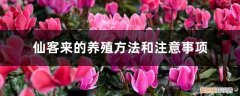仙客来的养殖方法和注意事项视频 仙客来的养殖方法和注意事项