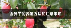 金弹子的养殖方法和注意事项视频 金弹子的养殖方法和注意事项