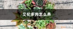 艾伦多肉怎么养成桃蛋 艾伦多肉怎么养