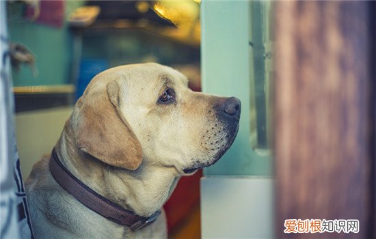 狗狗会认两个主人吗 狗狗不会同时认两个主人