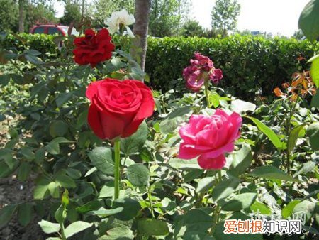 简述月季和玫瑰的区别 月季和玫瑰的区别