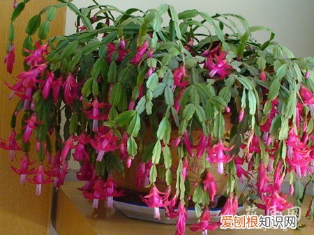 蟹爪兰的养殖技巧 最新最全的蟹爪兰养殖方法和注意事项