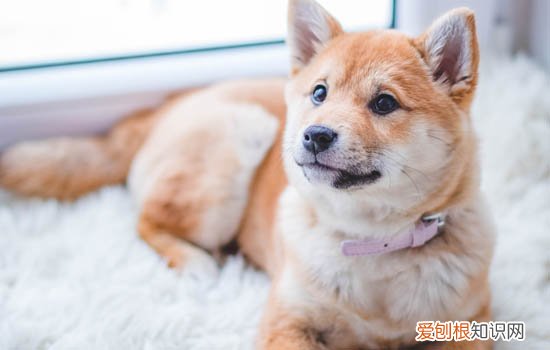 狗不认主怎么办 狗不认主的解决办法