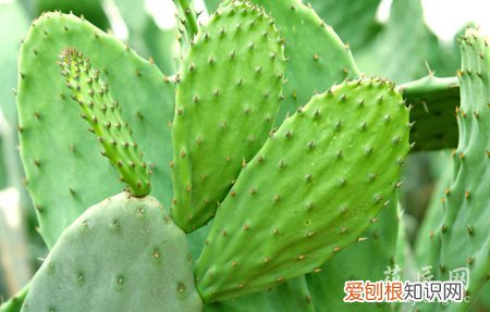 怎么样养仙人掌 如何才能把仙人掌养好