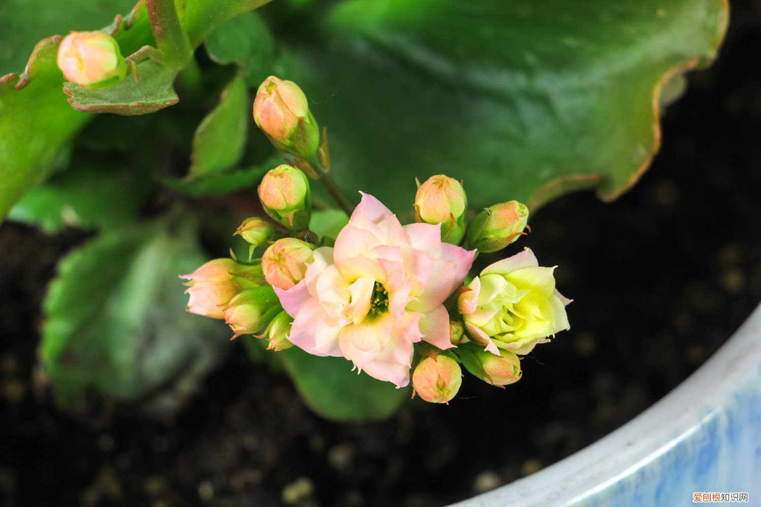长寿花可以养几年?如何让长寿花开得更好? 不会养长寿花？做好这五点，年年开爆盆！