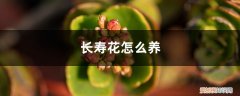 长寿花可以养几年?如何让长寿花开得更好? 不会养长寿花？做好这五点，年年开爆盆！