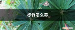棕竹怎样养才能长的旺盛 棕竹怎么养才长得好