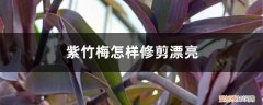 紫竹梅太长了怎么修剪 造型图片 紫竹梅怎样修剪漂亮
