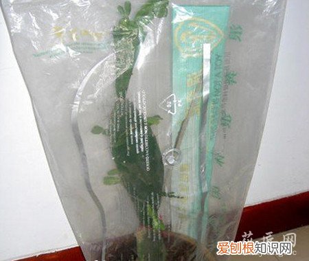 蟹爪兰的嫁接方法蟹爪兰嫁接技术 图文解说蟹爪兰的嫁接技术