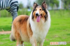 牧羊犬后腿软怎么办 牧羊犬后腿软处理办法