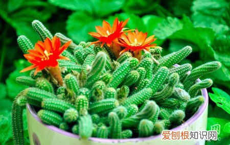 金手指盆栽怎么养 金手指的养殖方法和注意事项
