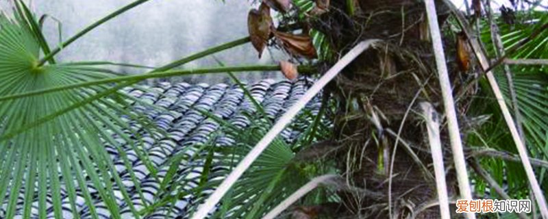 野生棕树可以移种吗 棕树怎么繁殖,只能用种子繁殖吗